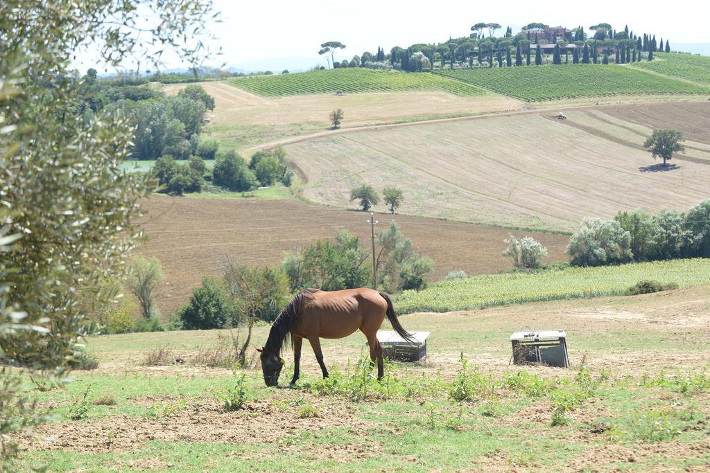 Agriturismi Farina Castiglione del Lago Zewnętrze zdjęcie