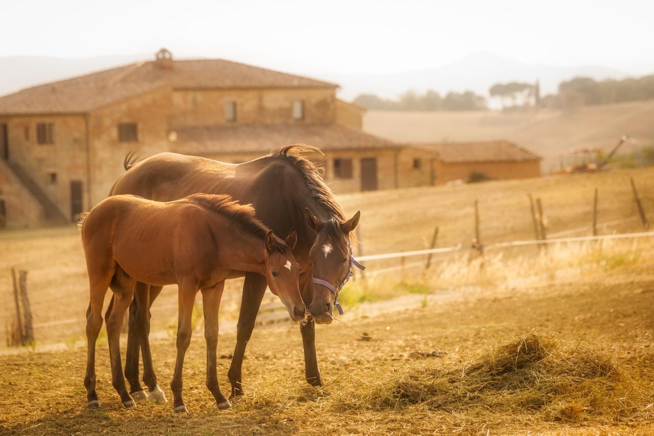 Agriturismi Farina Castiglione del Lago Zewnętrze zdjęcie